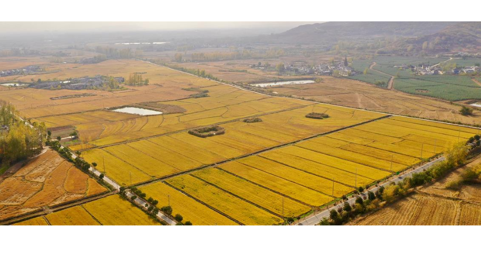 江西长粒米厂家直销 江苏景山生态**农业供应