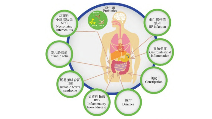 河北特级四联益生菌什么时候吃,四联益生菌