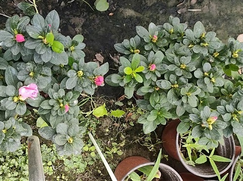 四川紅色比利時杜鵑批發