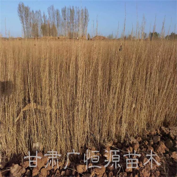 甘肅供應梭梭樹苗原產地