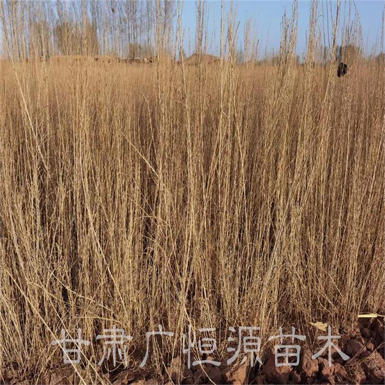 烏海供應梭梭苗肉蓯蓉 產地