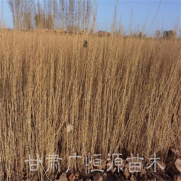 酒泉梭梭苗子基地 種植基地