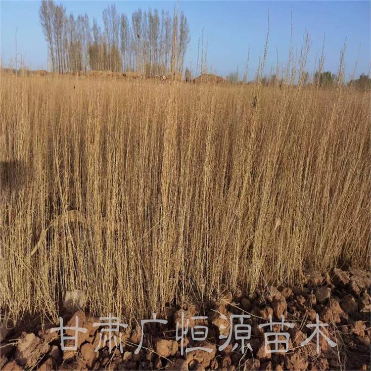新疆梭梭樹 甘肅梭梭育苗農戶