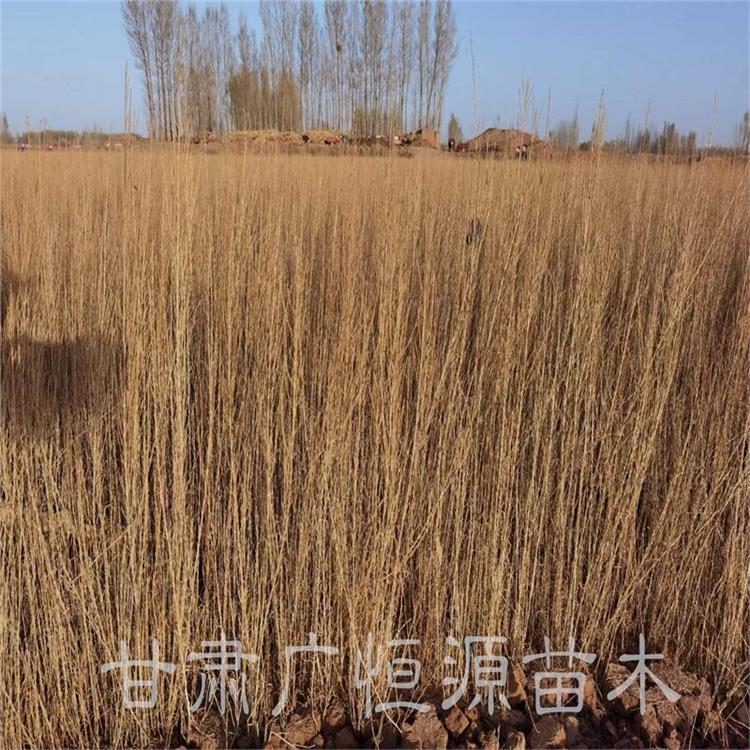 吐魯番1年生梭梭苗子