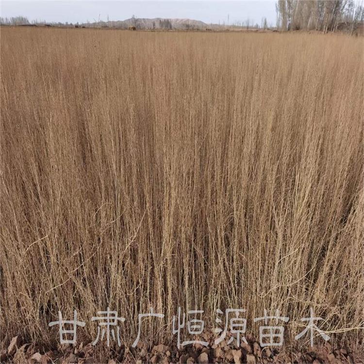 青海1年生梭梭樹(shù)苗產(chǎn)地 3000萬(wàn)株梭梭苗