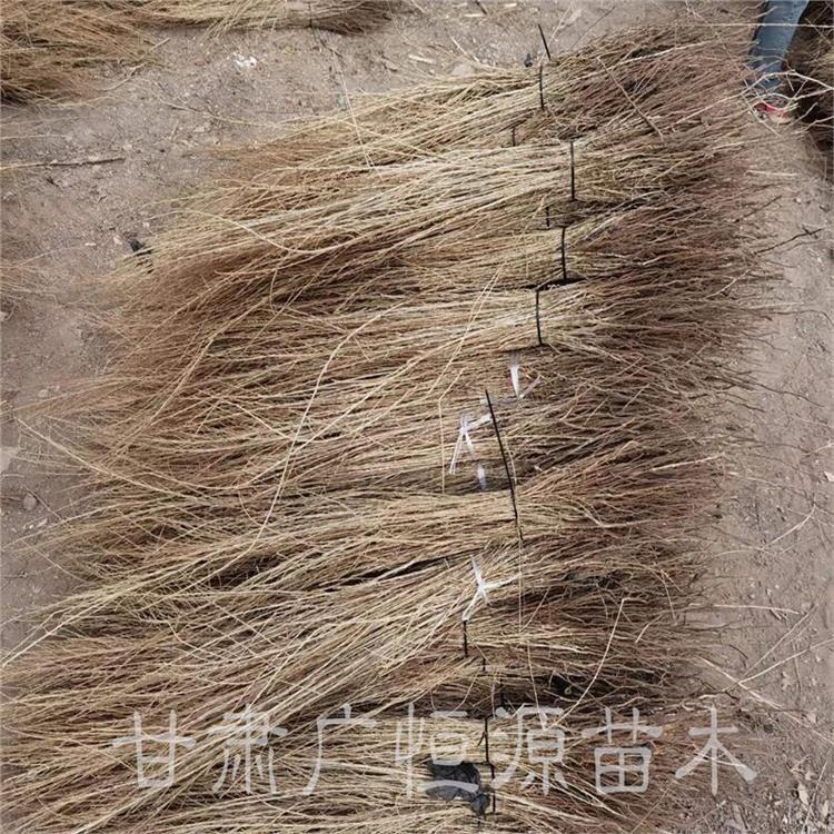 和田沙漠綠化梭梭樹苗