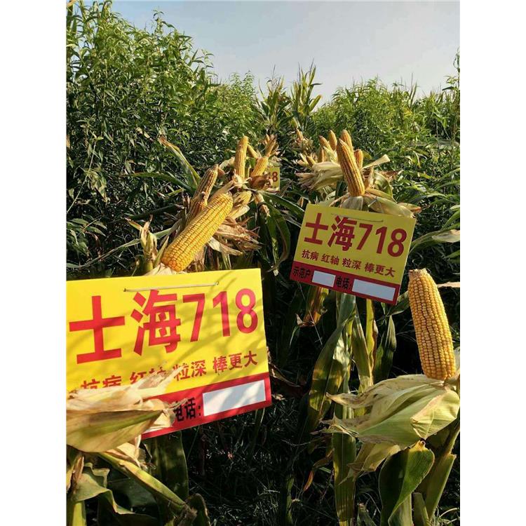 魯研23密植早熟玉米品種價(jià)格