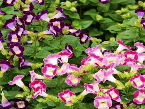 成都耐旱花境植物公司