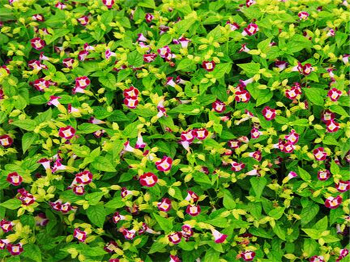 崇州夏季花境植物廠家