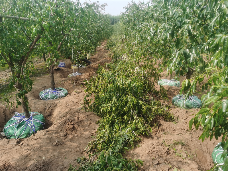 济南枣树苗种植基地