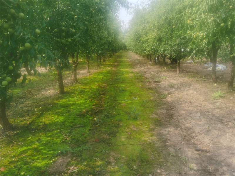 烟台冬枣树苗种植基地