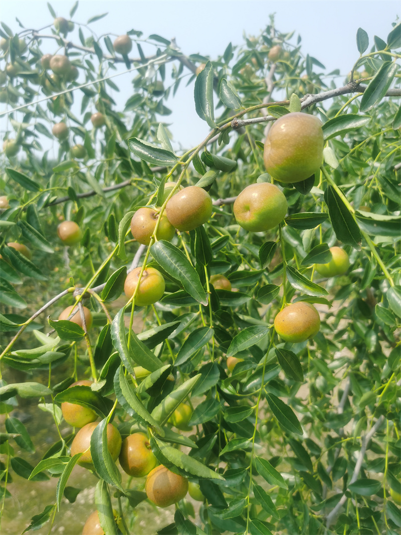 临沂冬枣树苗种植基地