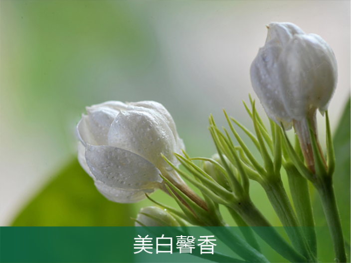 天河区茉莉花定制,茉莉花