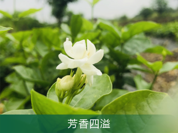 增城区茉莉花精油,茉莉花