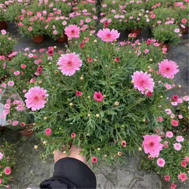 德陽夏季花境植物哪家好
