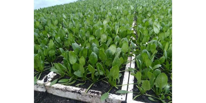 松江区城市盆栽菜基地公司 欢迎来电 上海爱娥蔬菜种植供应