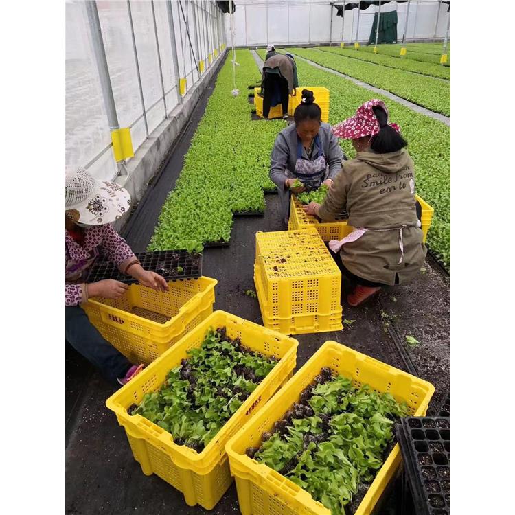 洛陽喬豐塑膠筐 塑膠簍 重慶全新料食品級塑料周轉筐