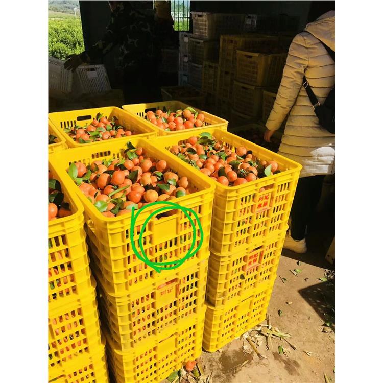 廣州喬豐周轉(zhuǎn)箱 鄭州喬豐水果筐