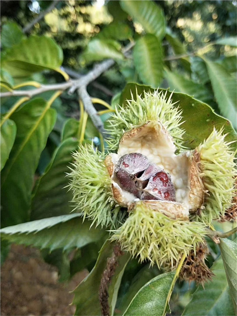 济南板栗树苗种植基地