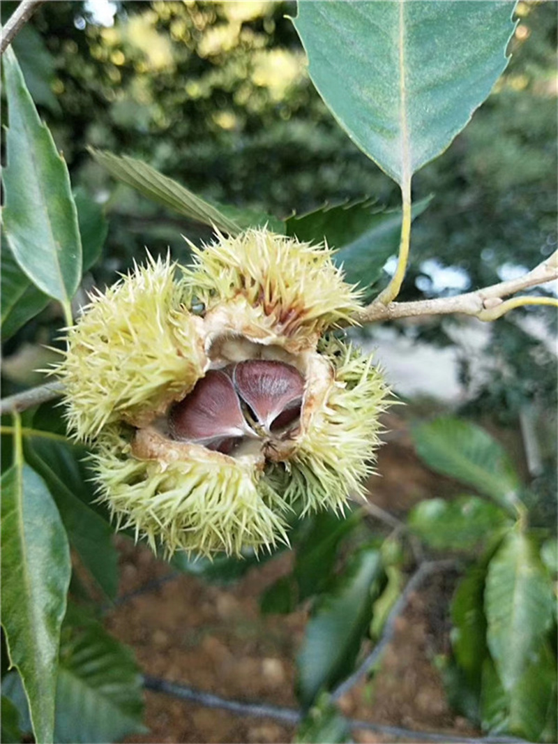 济南板栗树苗种植基地