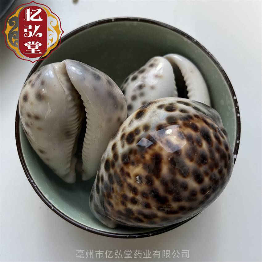 **紫貝齒 卵圓形礦石紫貝子功效