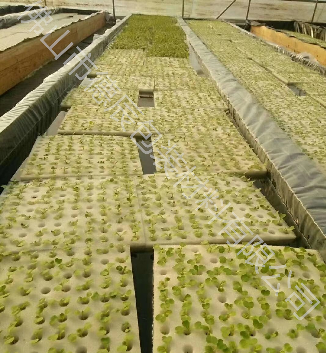 佛山温室种植异形定植海绵厂家