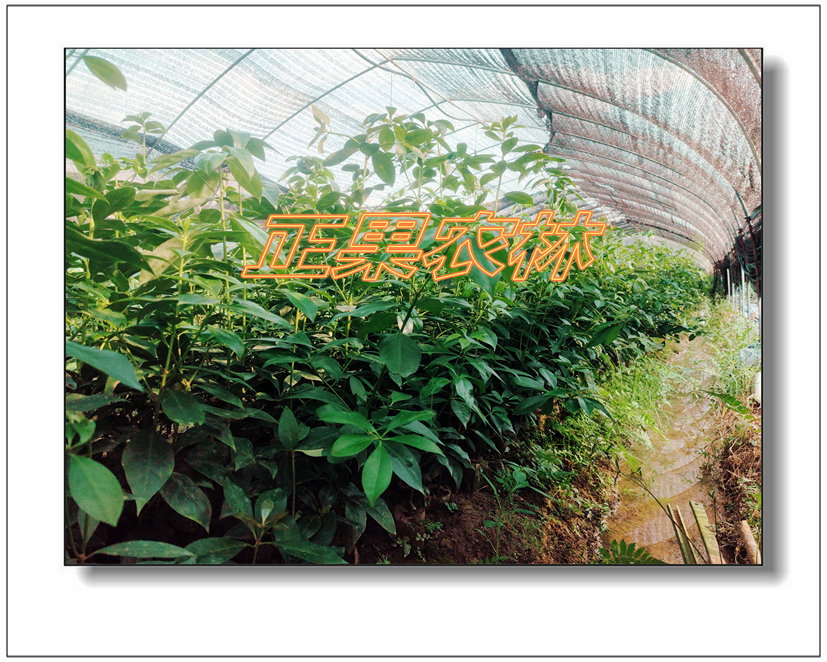 融安大紅八角苗基地供應二年八角苗-融安正果農林