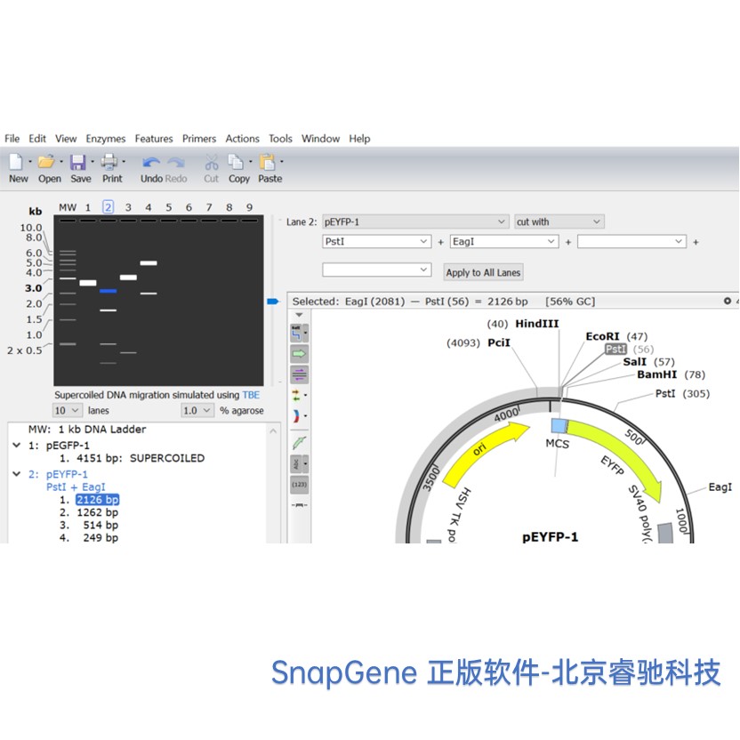 江苏SnapGene软件功能