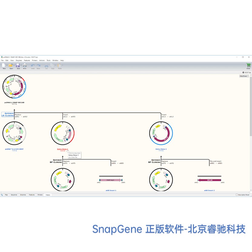 重庆SnapGene软件代理商