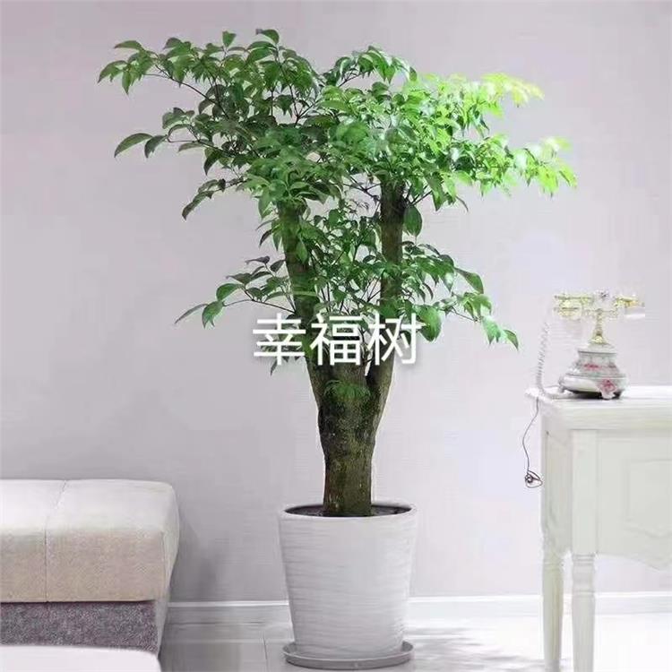 天津西青区绿植批发租摆 植物批发