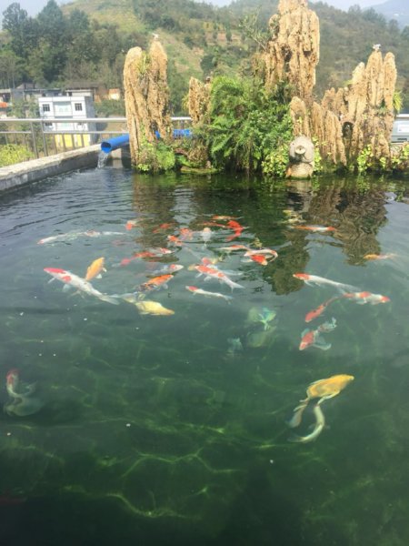花園魚池過濾器廠家-烏蘭察布花園魚池過濾器-奧利仕售后周到
