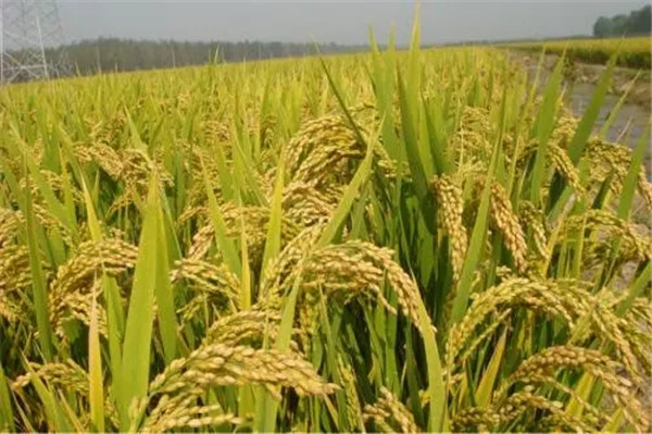 鄭州優質小麥種子批發