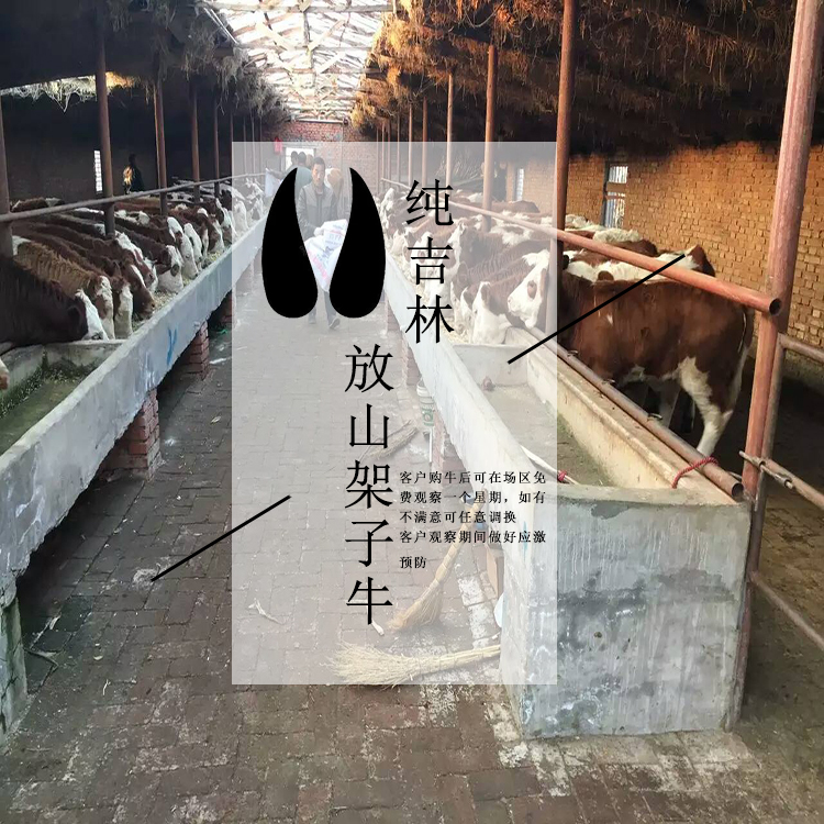 西门塔尔牛大母牛