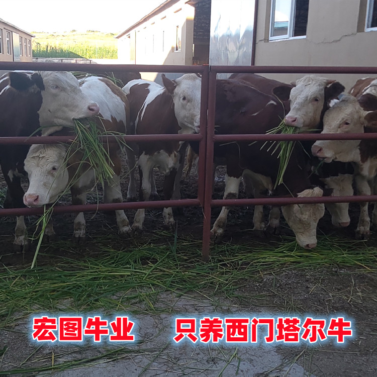 三百斤的 西門塔爾成年母牛 價格表