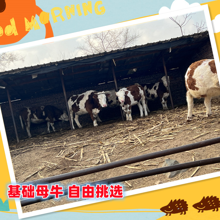 五個月的 西門塔爾牛犢子頭 出售