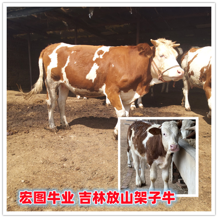 六百多斤 西門塔爾基礎(chǔ)母牛 新的價(jià)格