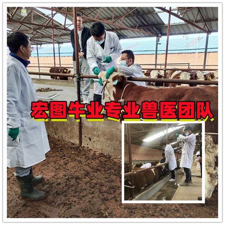 500斤的 西門塔爾小牛 的價錢