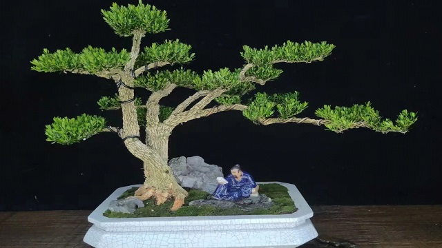 邢臺(tái)地方盆景值多少錢 江蘇久智環(huán)境科技供應(yīng)