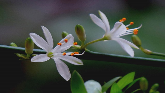 上海兰花哪家便宜,兰花