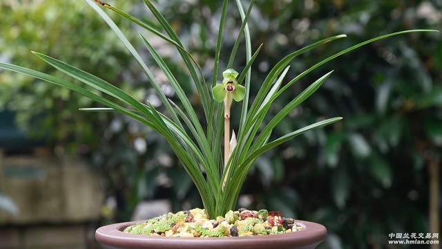 上海兰花哪家便宜,兰花