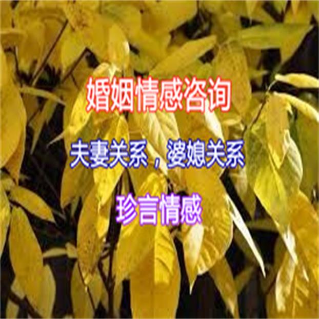 湖南长沙芙蓉区婚姻咨询 婚姻情感咨询热线 珍言情感