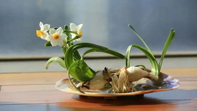 河北水仙性價比 江蘇久智環境科技供應