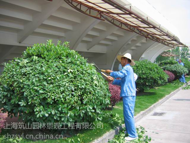 上海闵行区植物花卉租赁种植