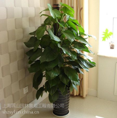 植物租賃
