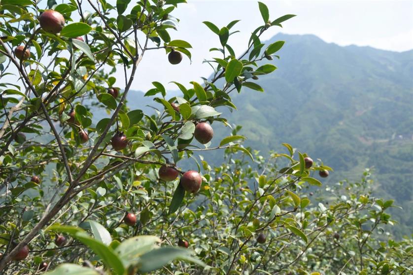 广西茶氏家族古树山茶麸洗发乳批发