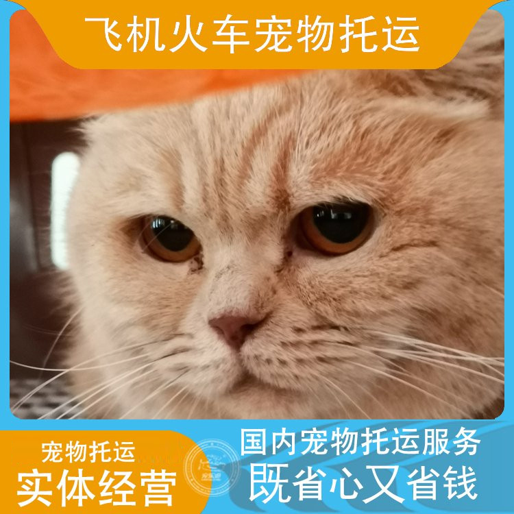 狗狗坐飛機出國