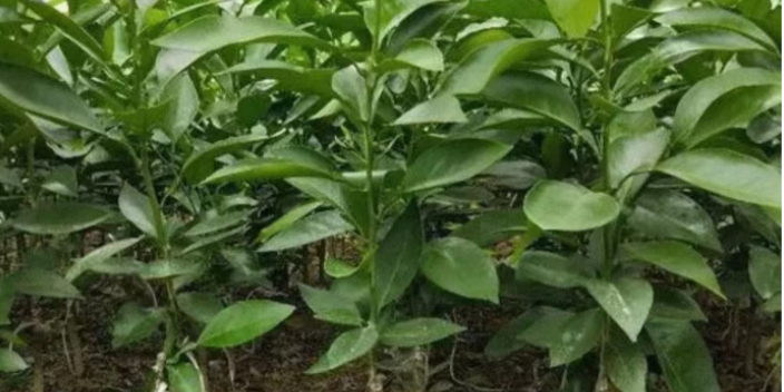 湖州柑橘苗培養(yǎng) 歡迎咨詢 臺州蘭欣果業(yè)供應(yīng)