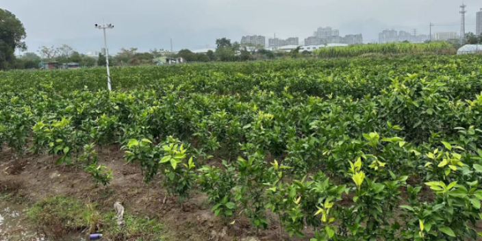 新余柑橘苗电话 欢迎咨询 台州兰欣果业供应