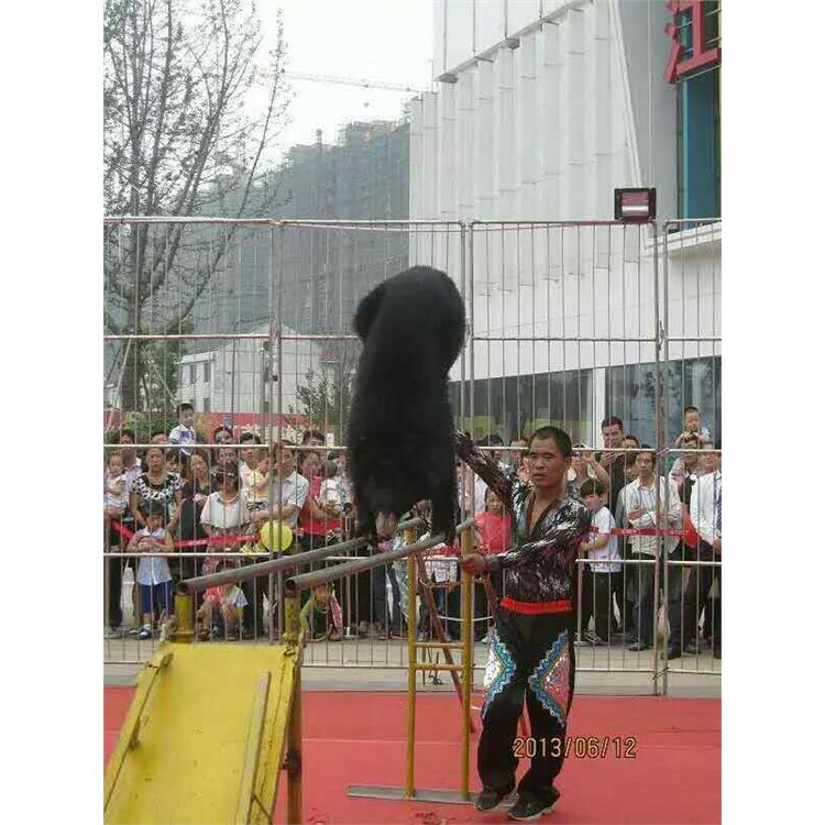 阿壩馬戲團小丑表演 環球飛車表演出租價格