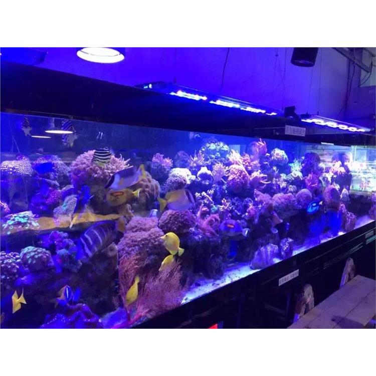 德宏海洋展出租公司 海洋生物展覽